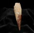 Huge Inch Spinosaurus Tooth - Great Preservation #303-1
